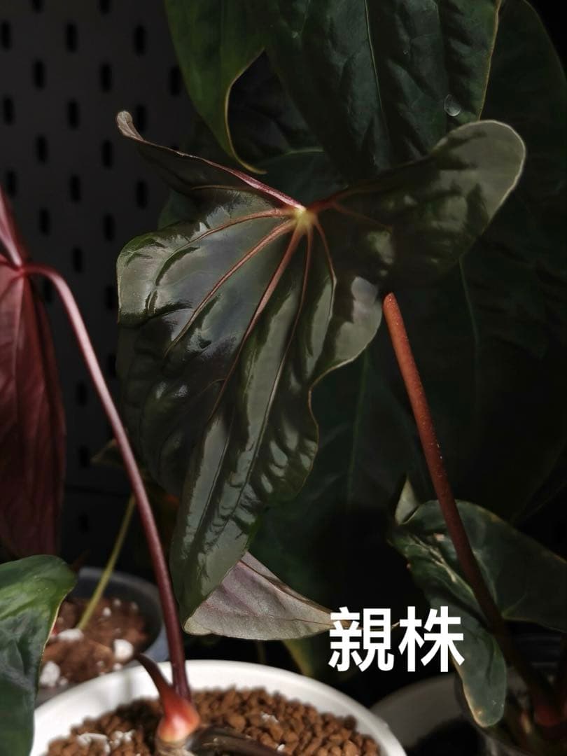 g*き様 アンスリウム papi Ralph Lynam（JV）self