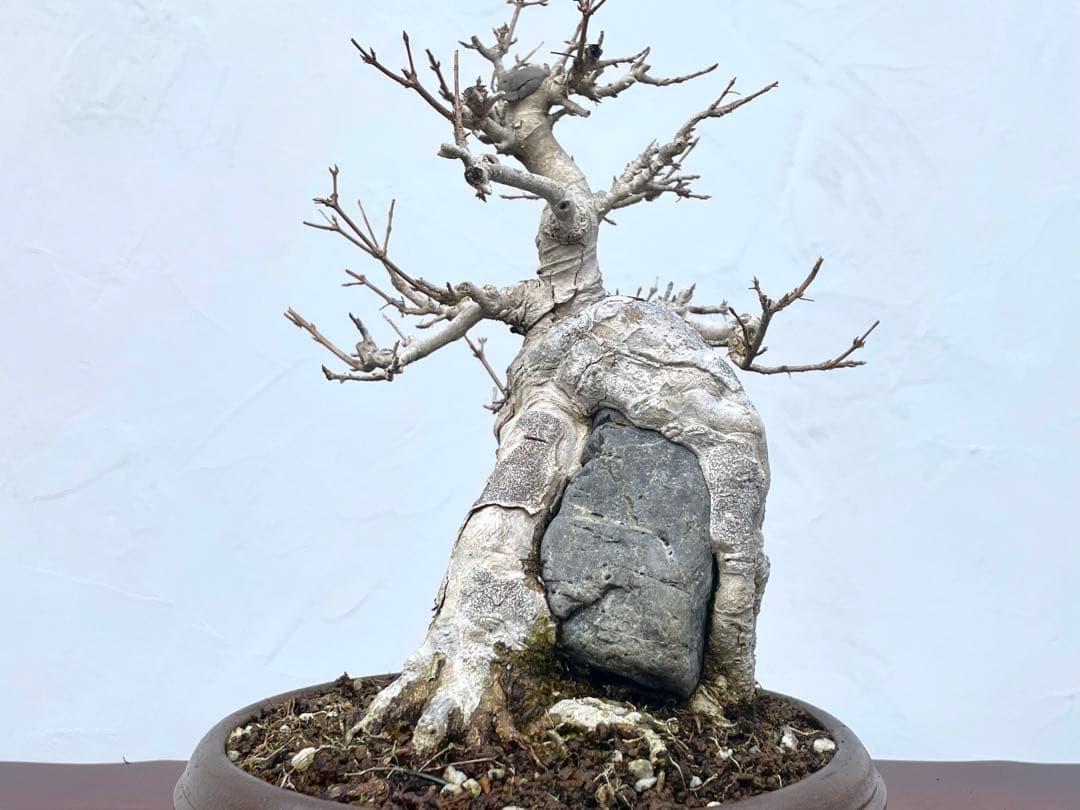 三河盆栽　石付き楓　イシツキ　カエデ　古木　盆栽　太幹　石付き　葉物　人気品種