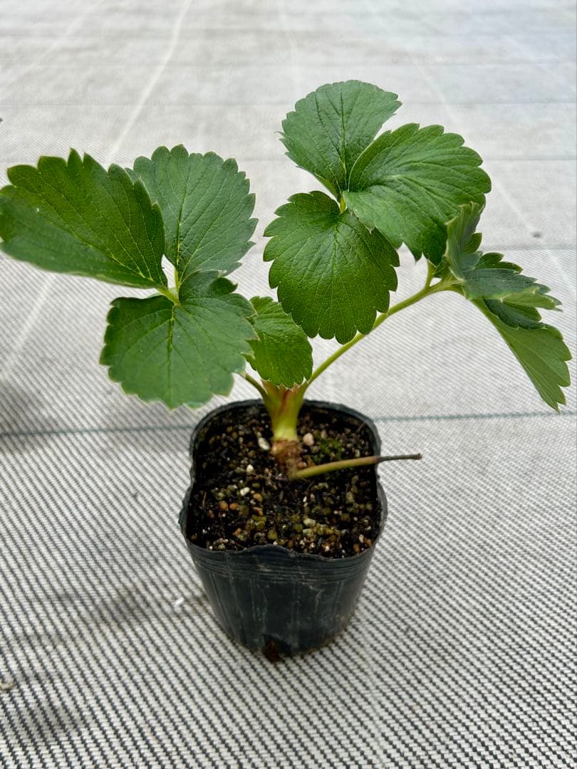 いちご苗　紅ほっぺ　3寸ポット入り　50本＆おまけ４本