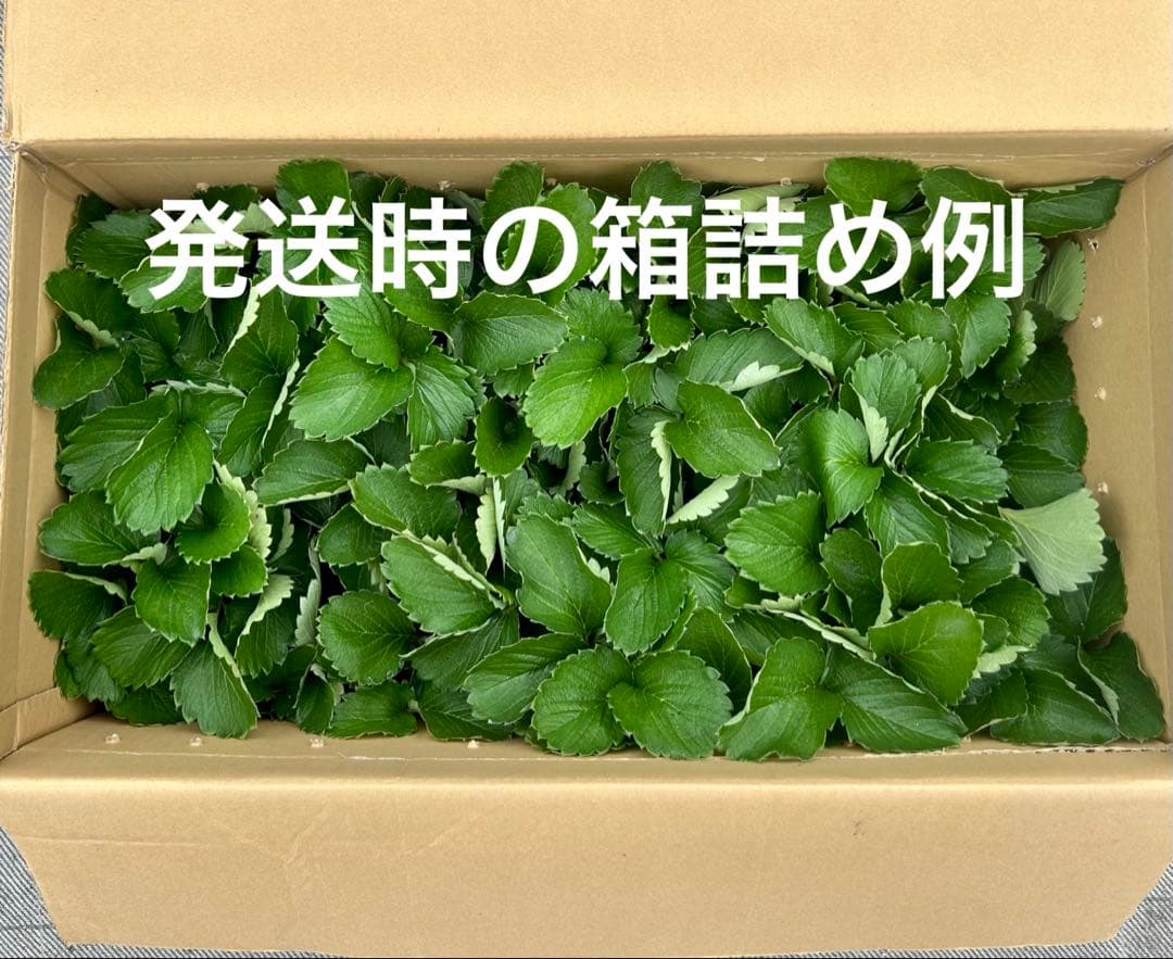 いちご苗　紅ほっぺ　3寸ポット入り　50本＆おまけ４本