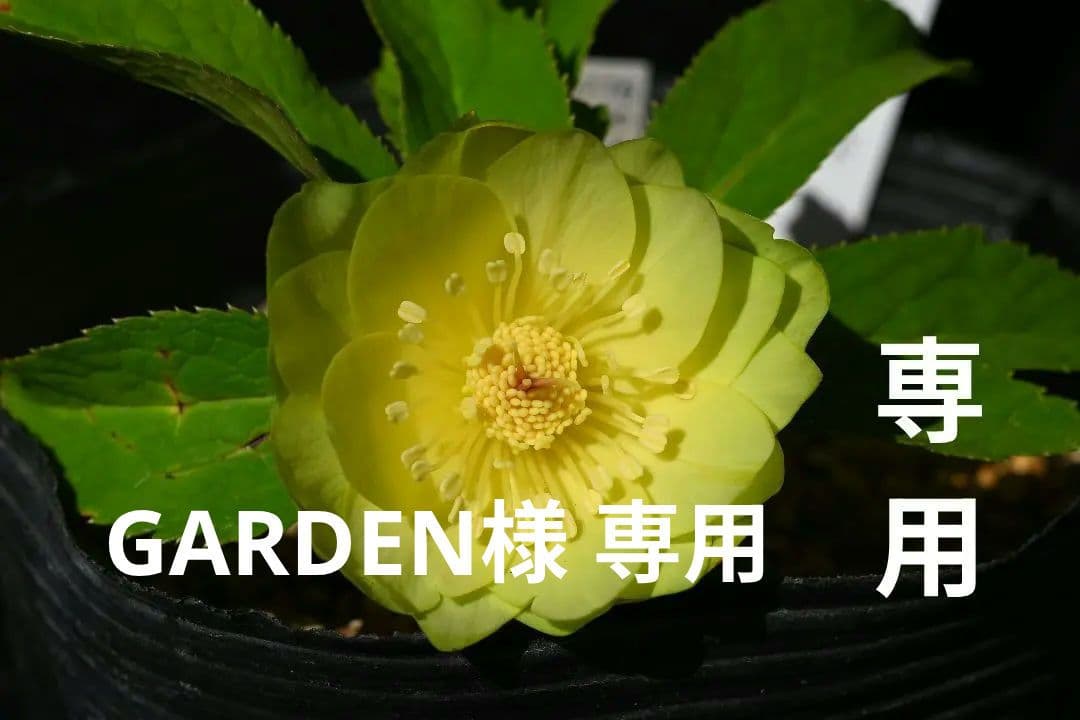 クリスマスローズ　超1級品！親株放出メロンゴールド　加藤農園