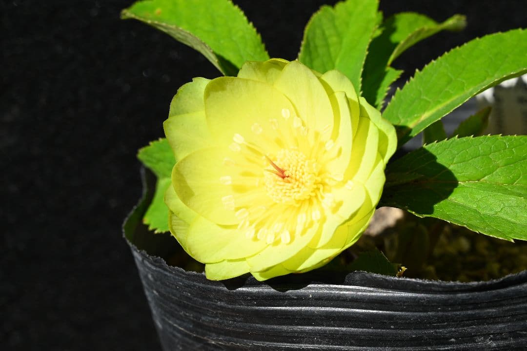 クリスマスローズ　超1級品！親株放出メロンゴールド　加藤農園