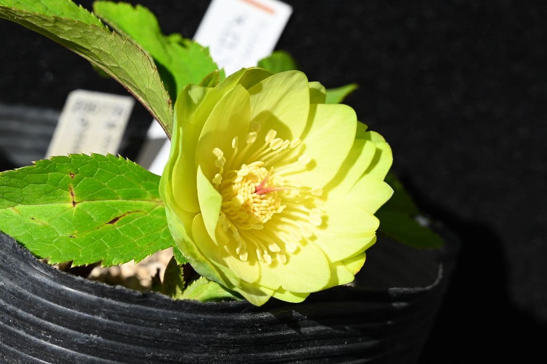 クリスマスローズ　超1級品！親株放出メロンゴールド　加藤農園