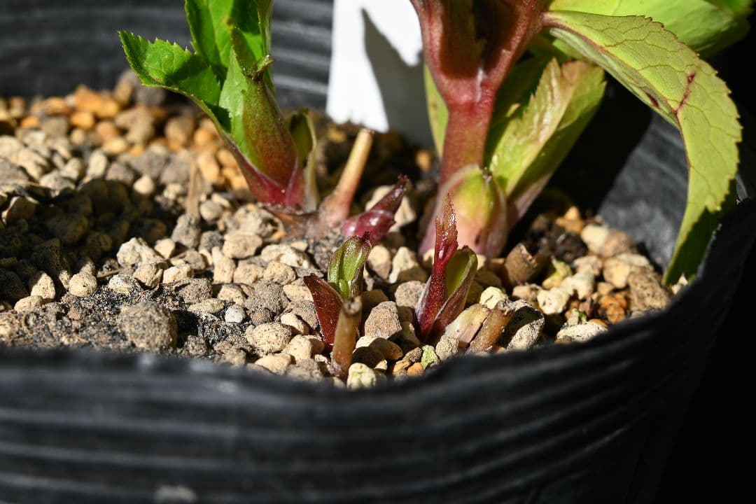 クリスマスローズ　超1級品！親株放出メロンゴールド　加藤農園