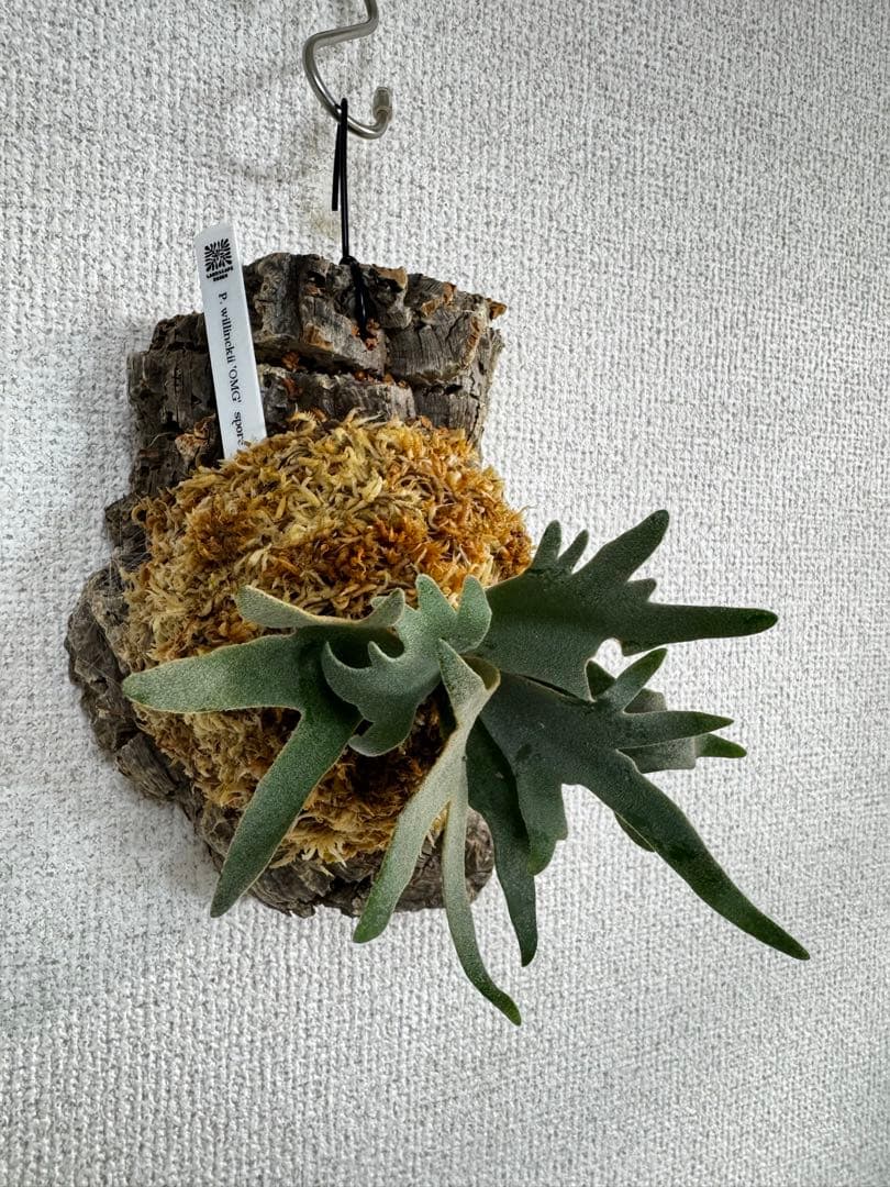 P. willinckii 'OMG'spore コルク　ビカクシダ　銀