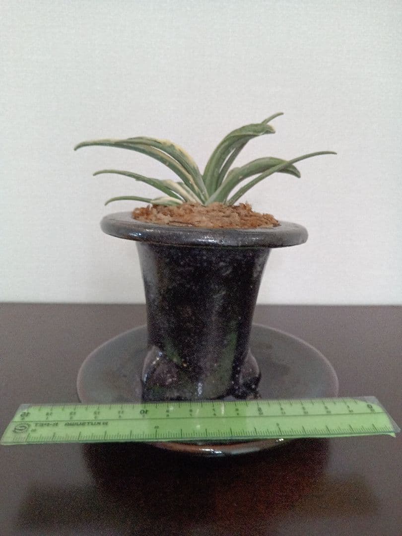 青い鳥万年青「瑞泉」