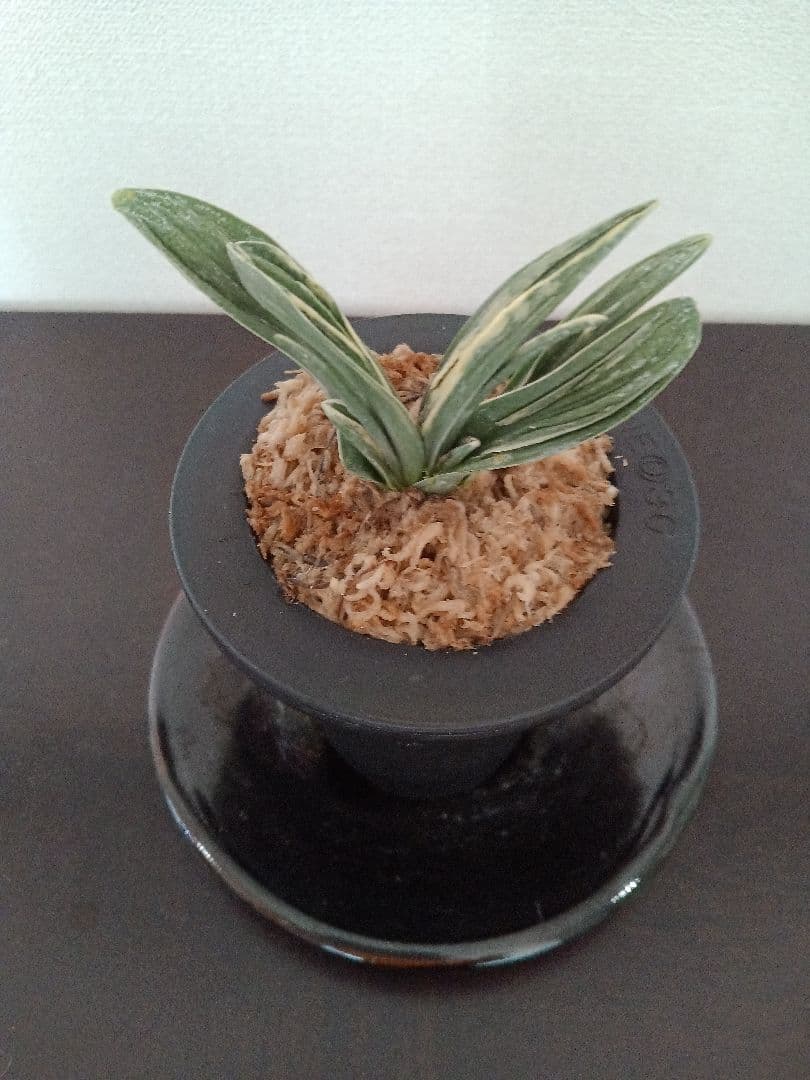 青い鳥万年青「瑞泉」