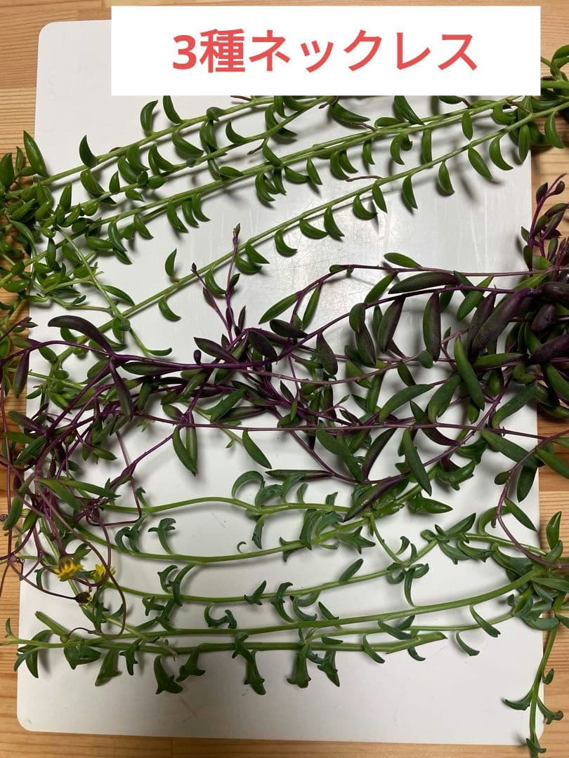 3種ネックレス ドルフィン/バナナ/ルビーネックレス詰め合わせ ゆうパケミニ