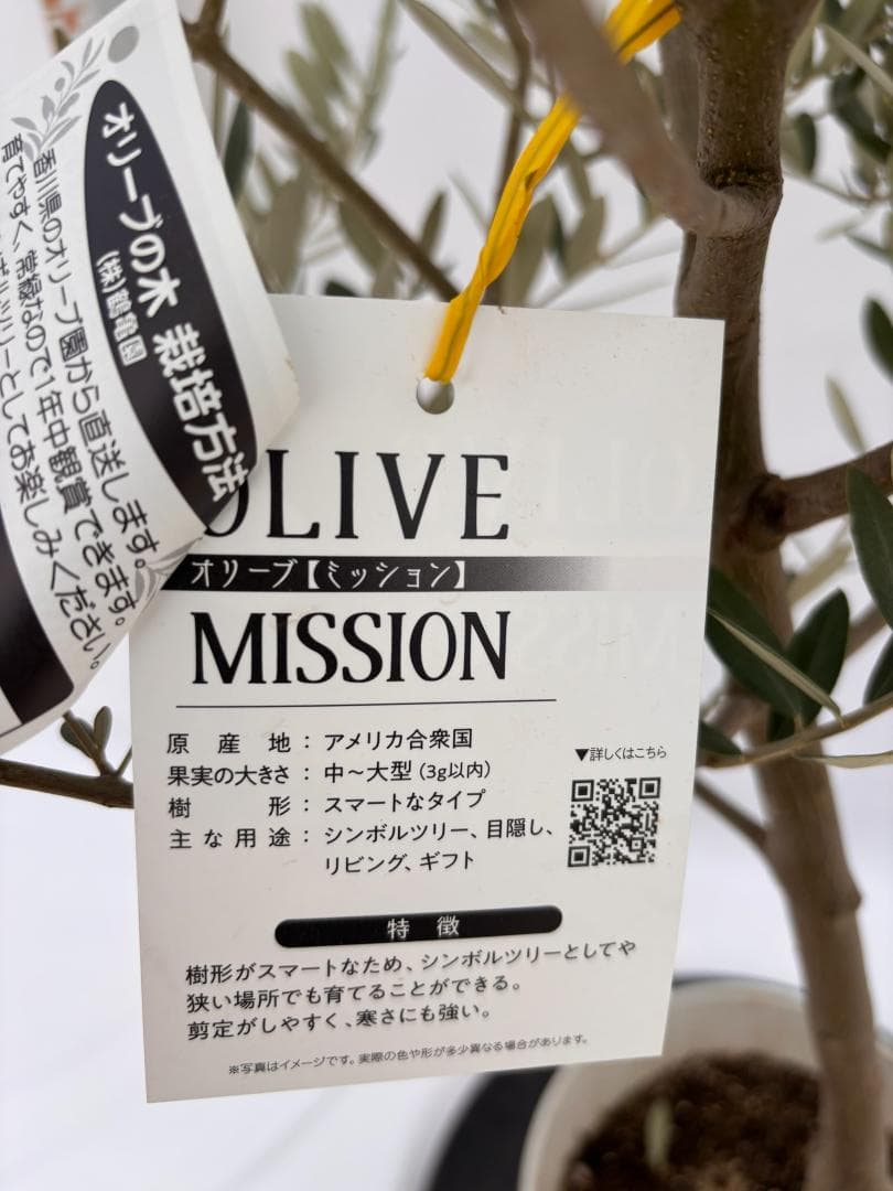 オリーブの木　ミッション　8号　約140cm　K-268　人気品種　現品掲載