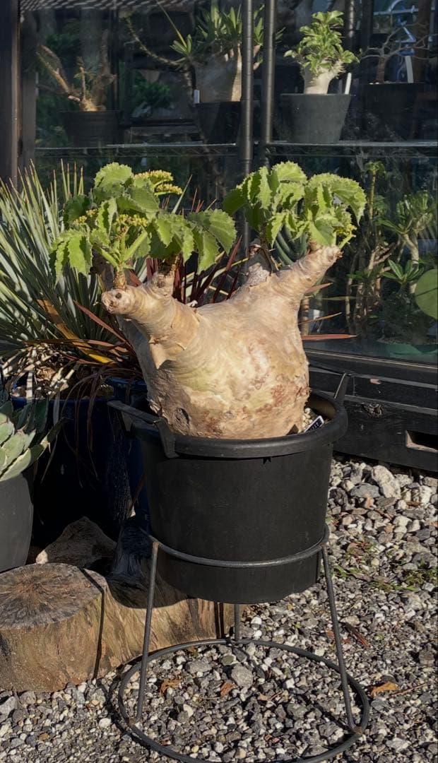 大株 塊根植物 キフォステンマ マクロプス