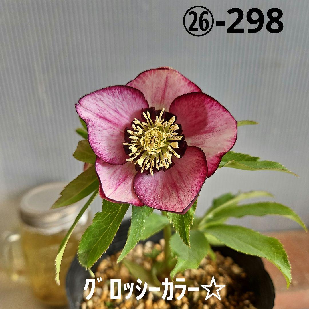 ㉖-298クリスマスローズ