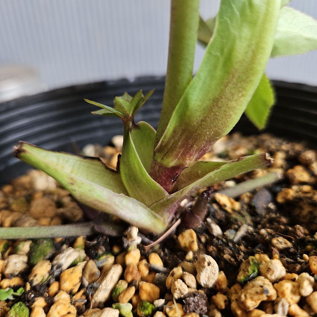 ㉖-298クリスマスローズ