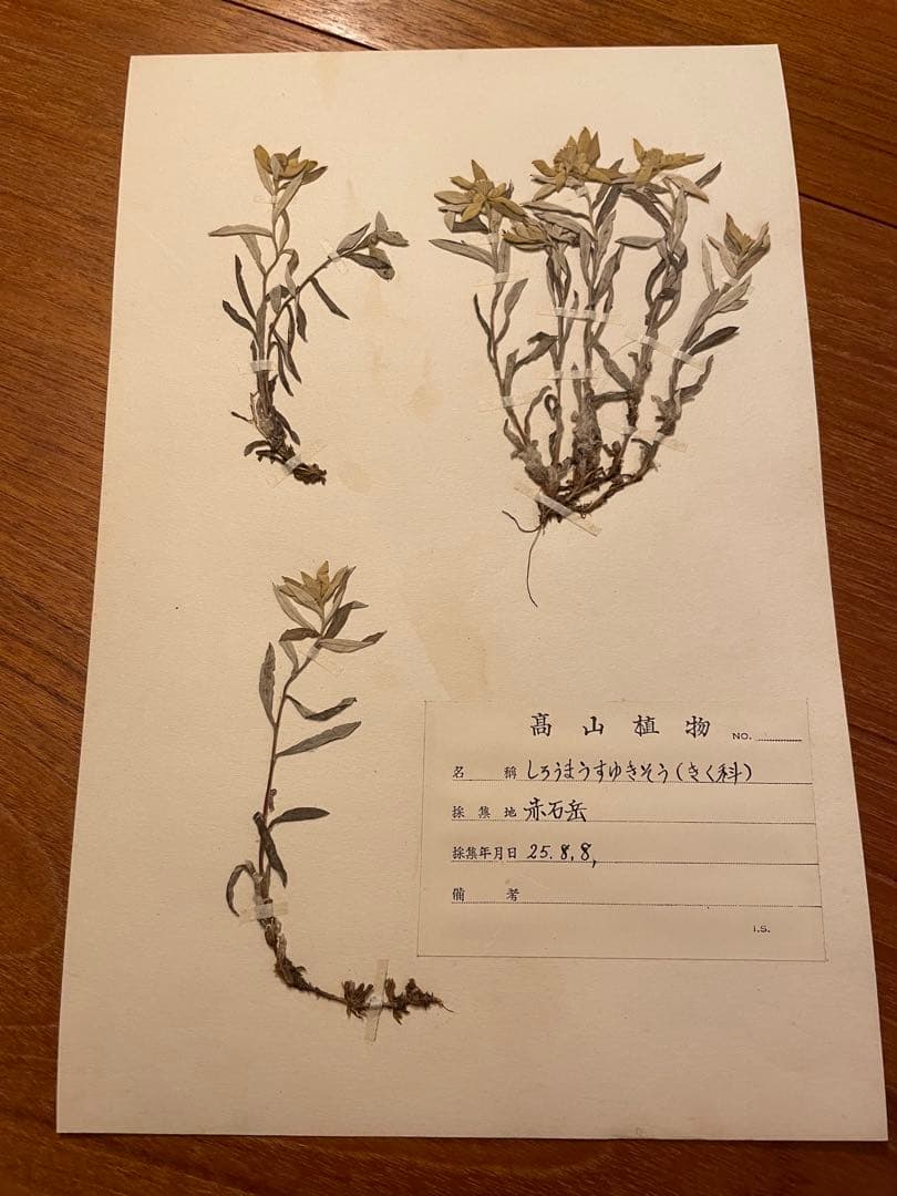 アンティーク　植物標本　高山植物　全57種