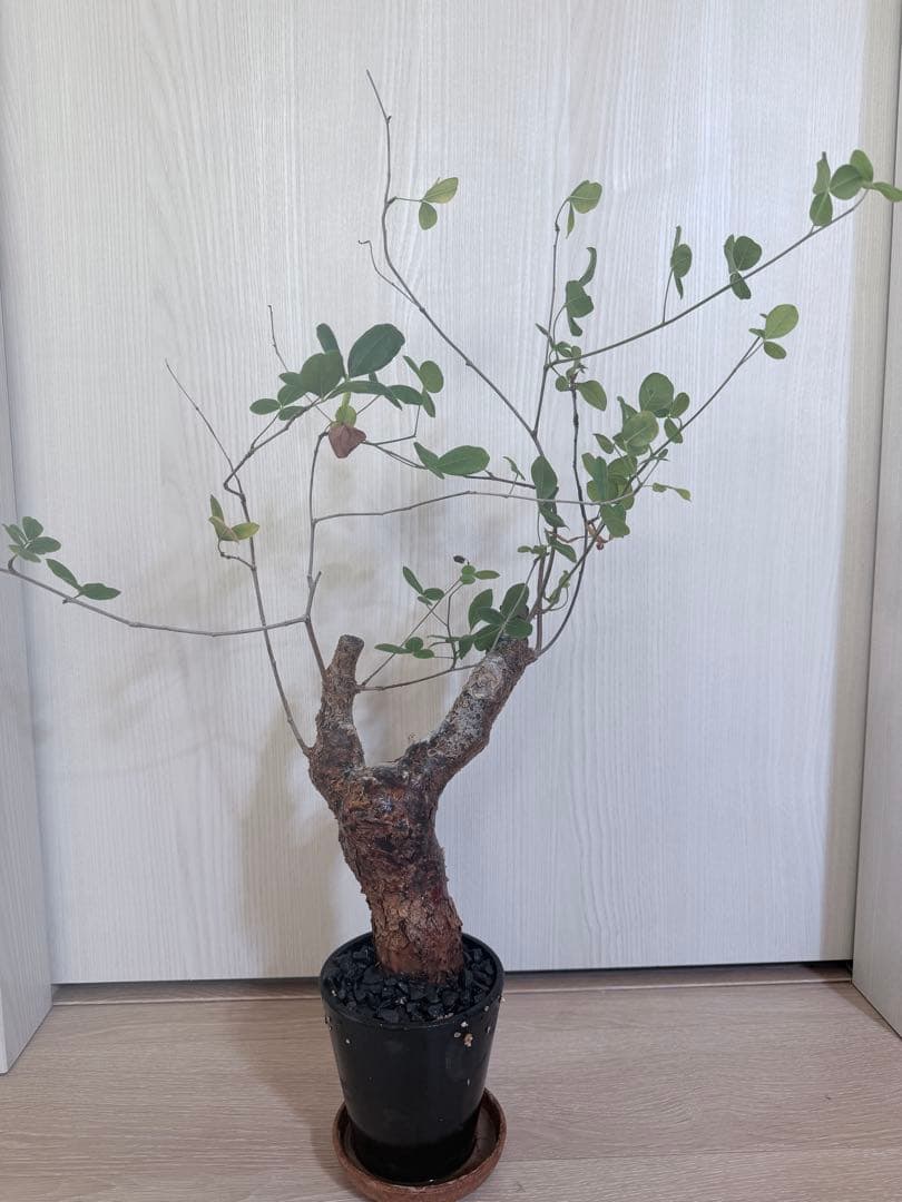 塊根植物 コミフォラ・オルビクラリス