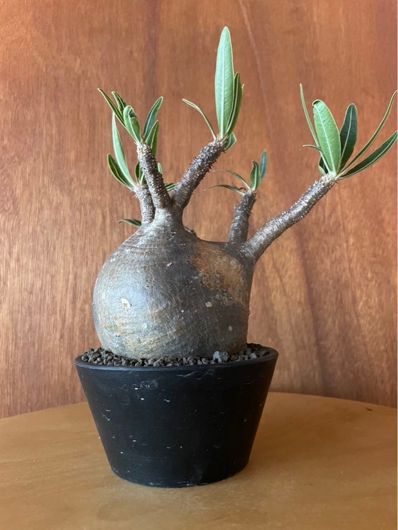 グラキリス　中大　現地球　サンデルシー種子10粒プレゼント