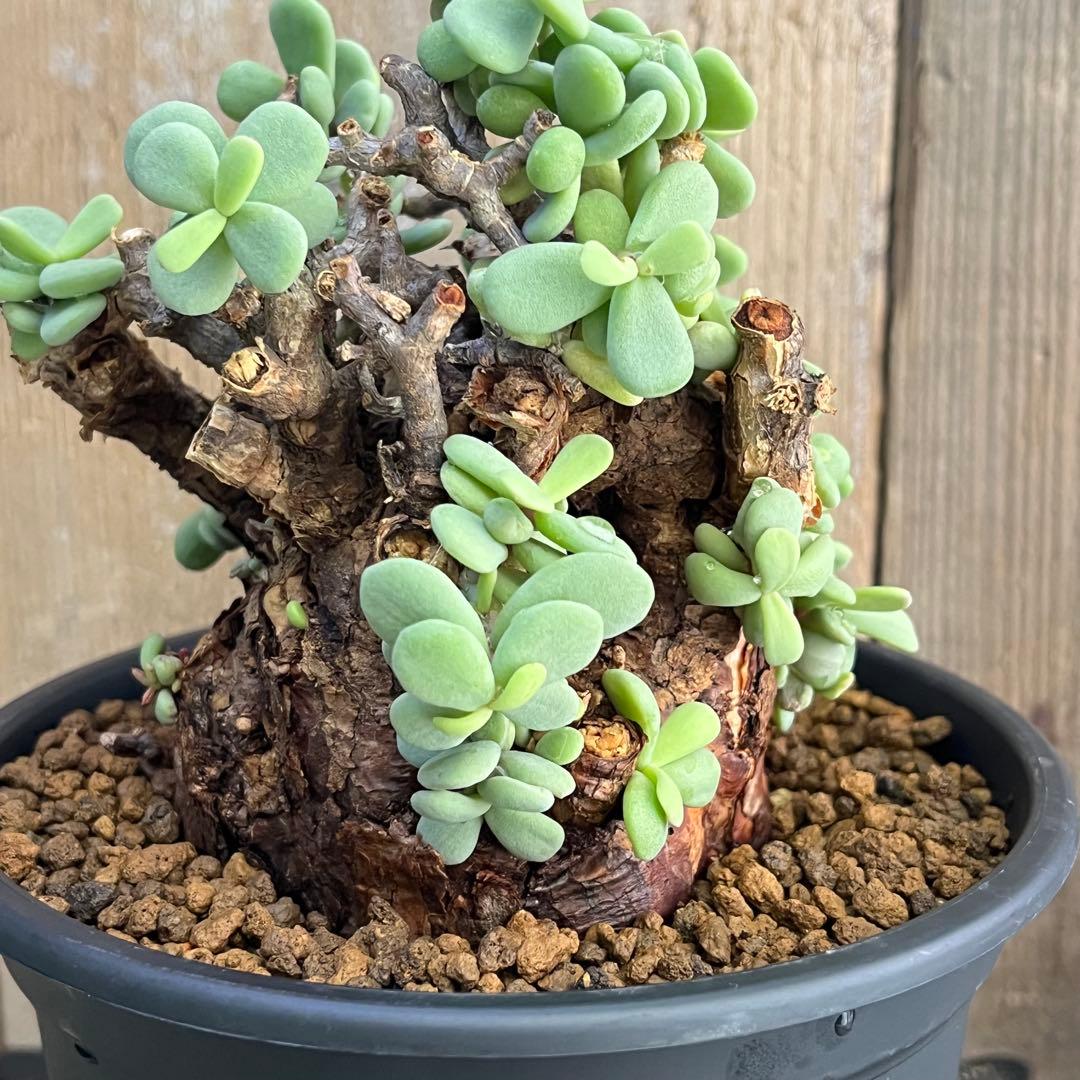 G ケラリアピグマエア 極太 塊根 発根済み現地球