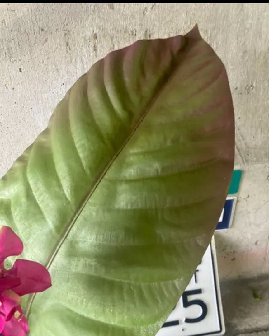 光触媒　人工観葉植物　ウォールグリーン　フェイク　フラワー　ブーゲンビリアv