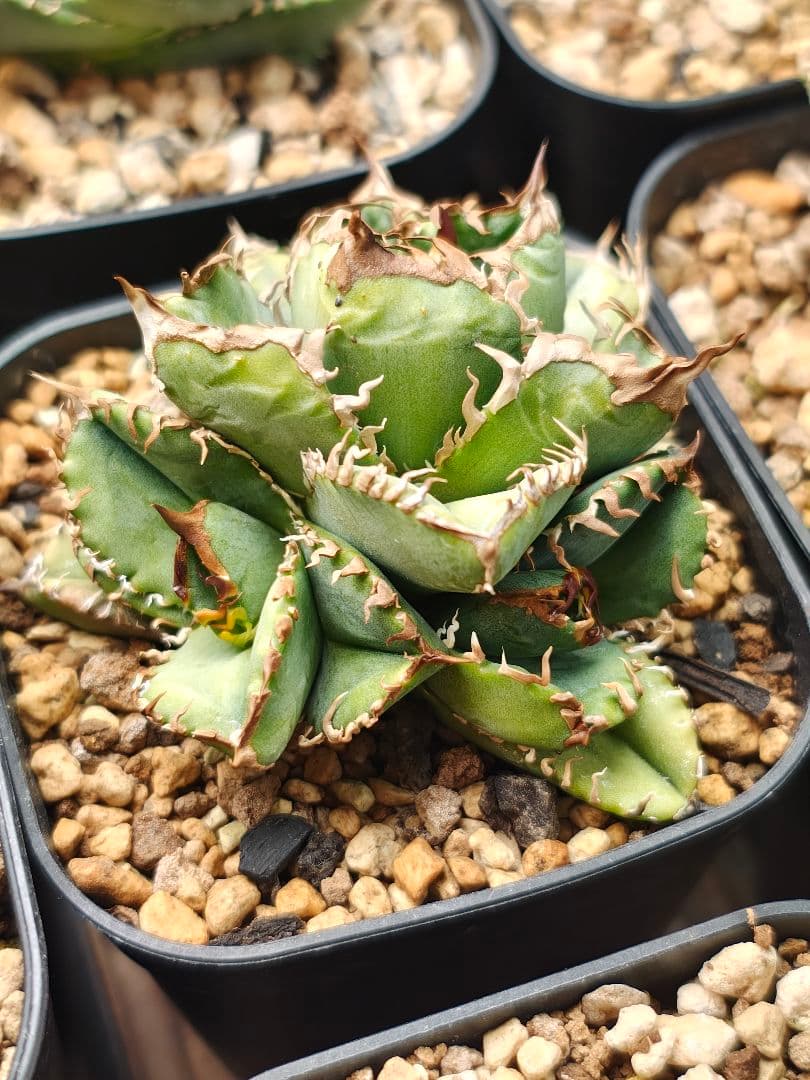 アガベ　実生株　クローン　子株