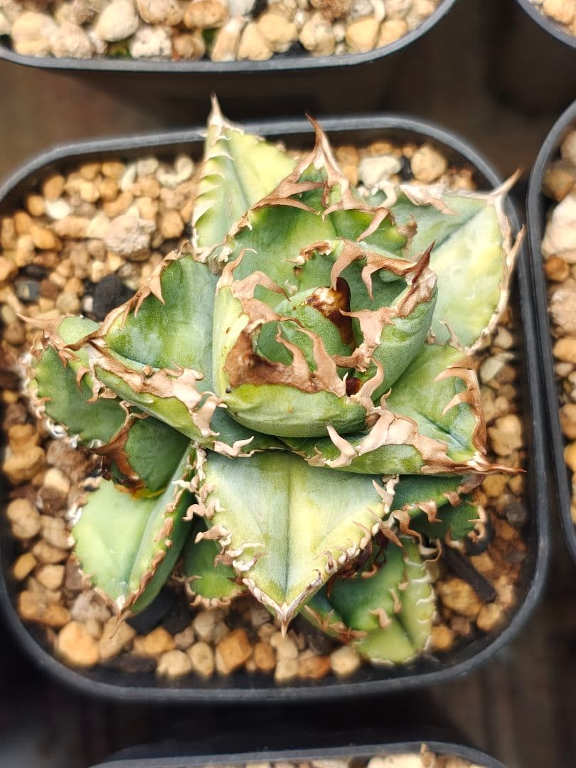 アガベ　実生株　クローン　子株