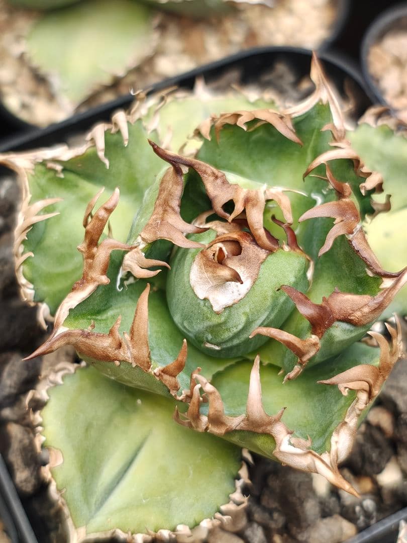 アガベ　実生株　クローン　子株