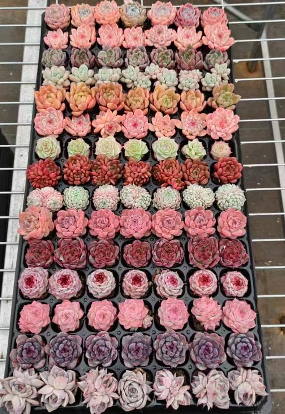 Top【選抜株】多肉植物　23976ミックス苗 105個　プラグトレー苗