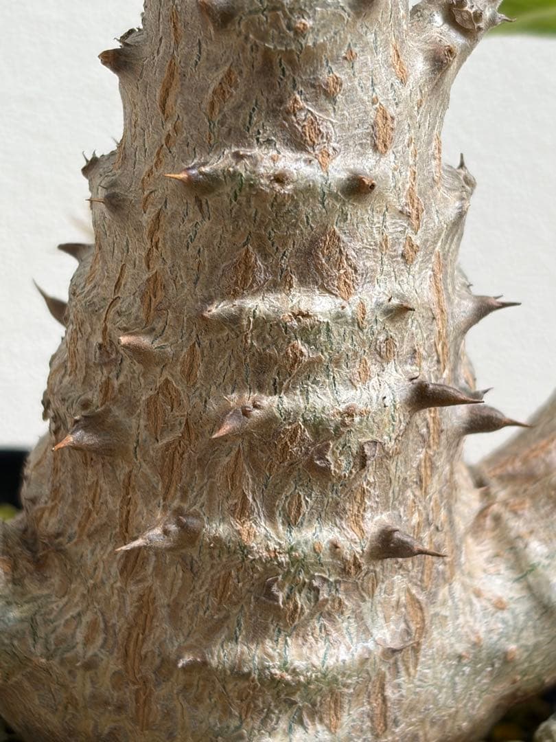 パキポディウム ウィンゾリー　鉢ごと　国内実生株