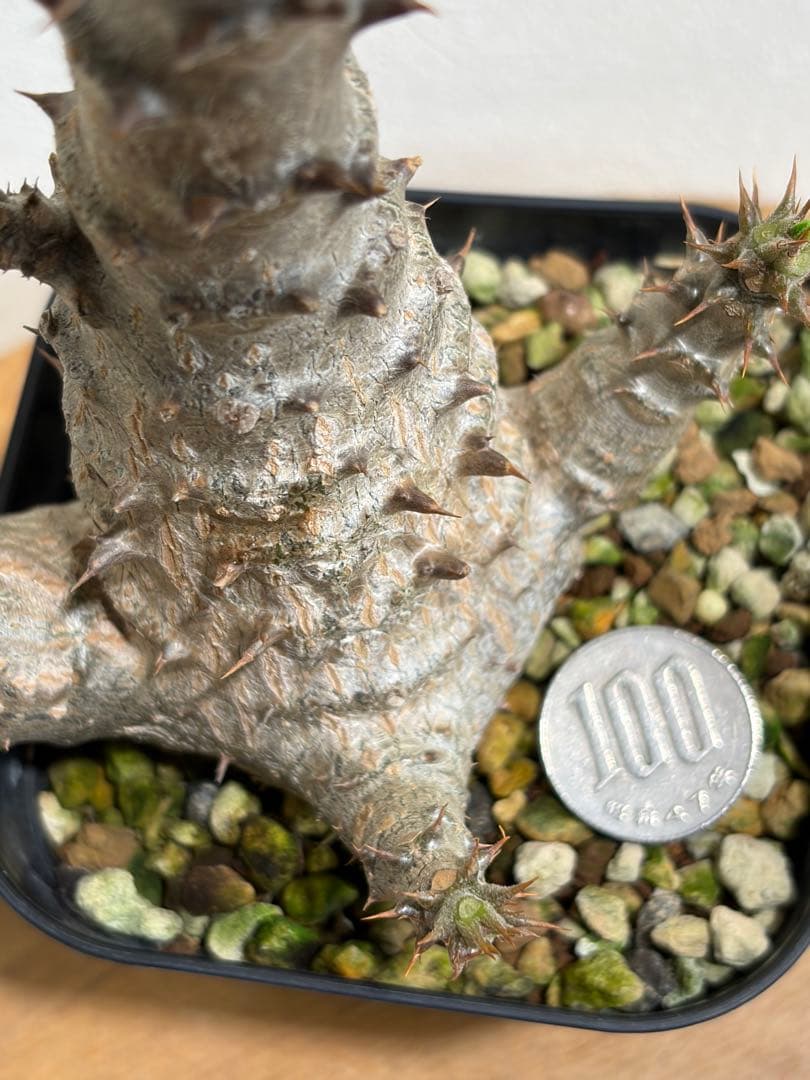 パキポディウム ウィンゾリー　鉢ごと　国内実生株