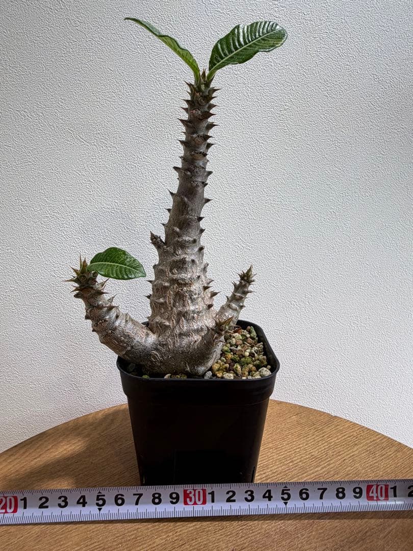 パキポディウム ウィンゾリー　鉢ごと　国内実生株