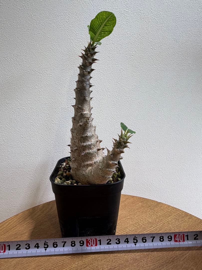 パキポディウム ウィンゾリー　鉢ごと　国内実生株