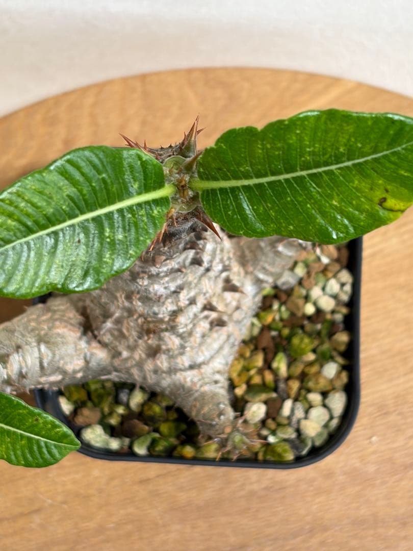 パキポディウム ウィンゾリー　鉢ごと　国内実生株