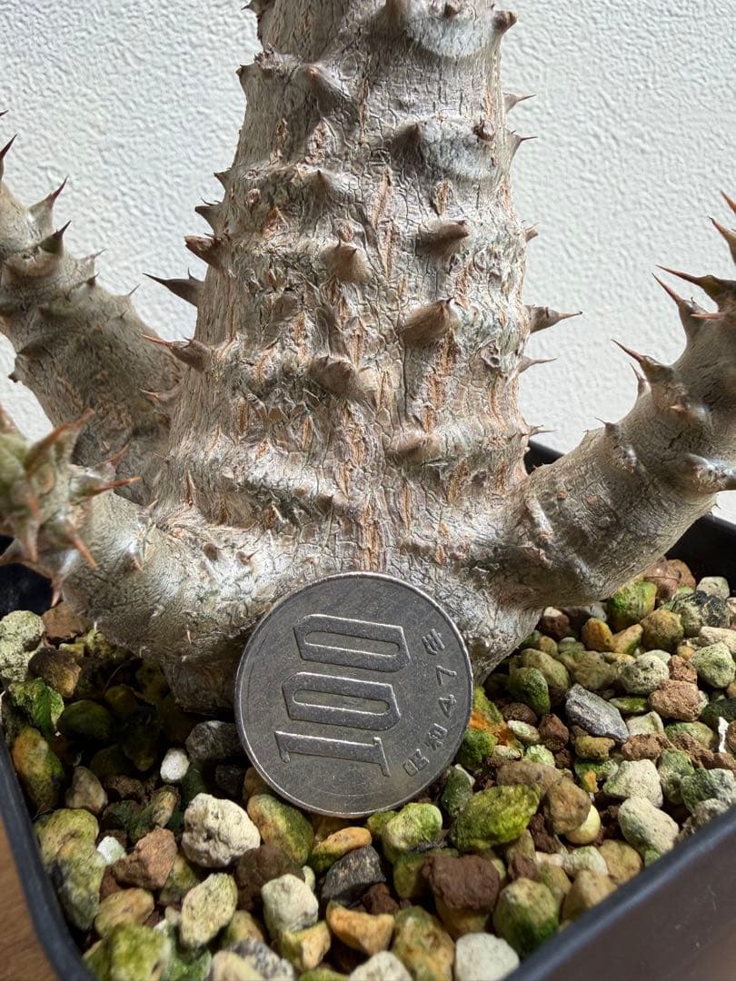 パキポディウム ウィンゾリー　鉢ごと　国内実生株