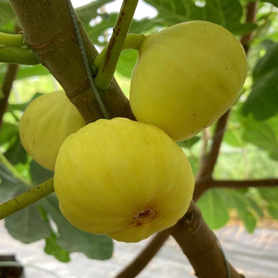 Azerbaijan Yellow アゼルバイジャンイエロー 挿木苗 イチジク