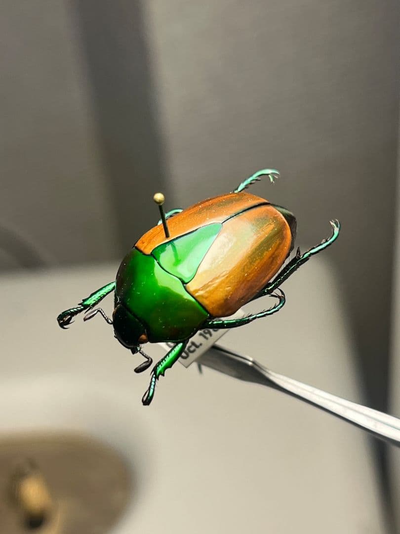 【深碧艶麗】フェスティバカメノコブイブイ 標本Macraspis プラチナコガネ