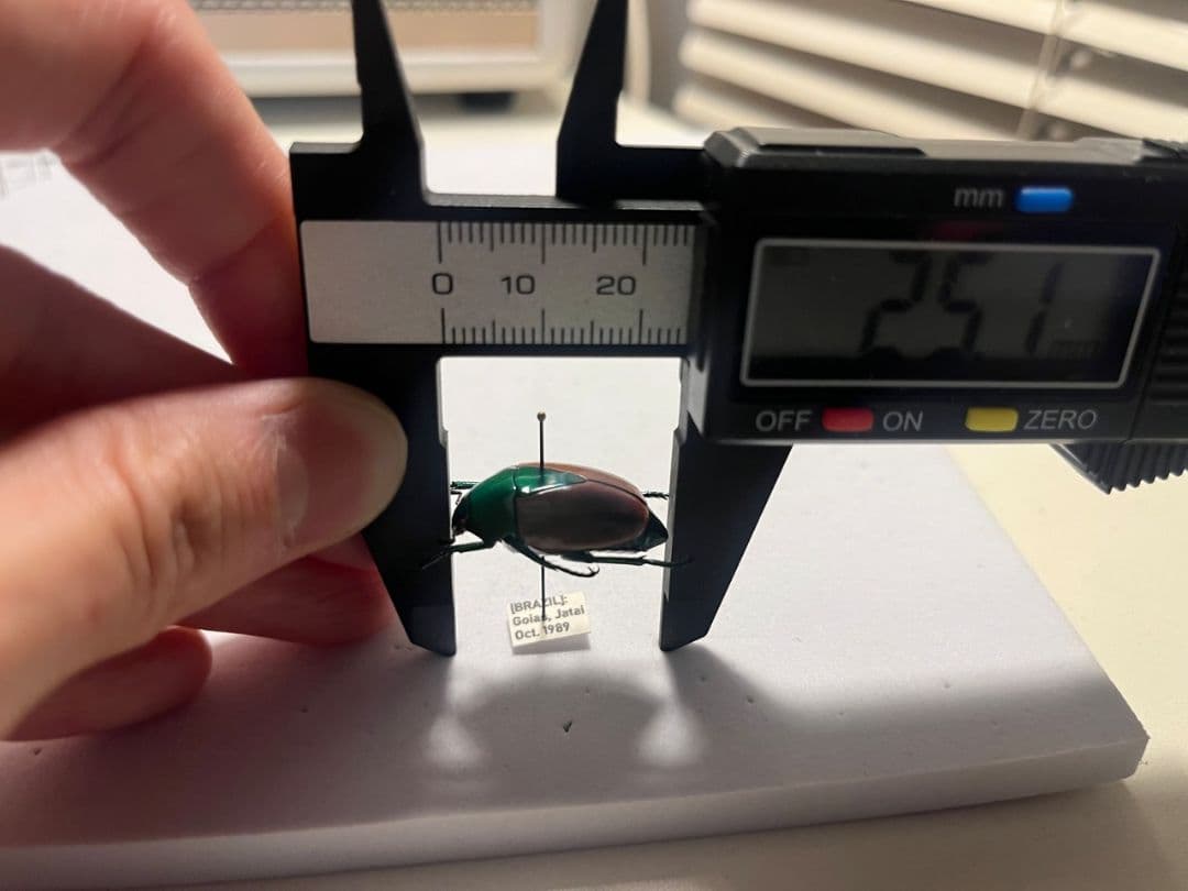 【深碧艶麗】フェスティバカメノコブイブイ 標本Macraspis プラチナコガネ