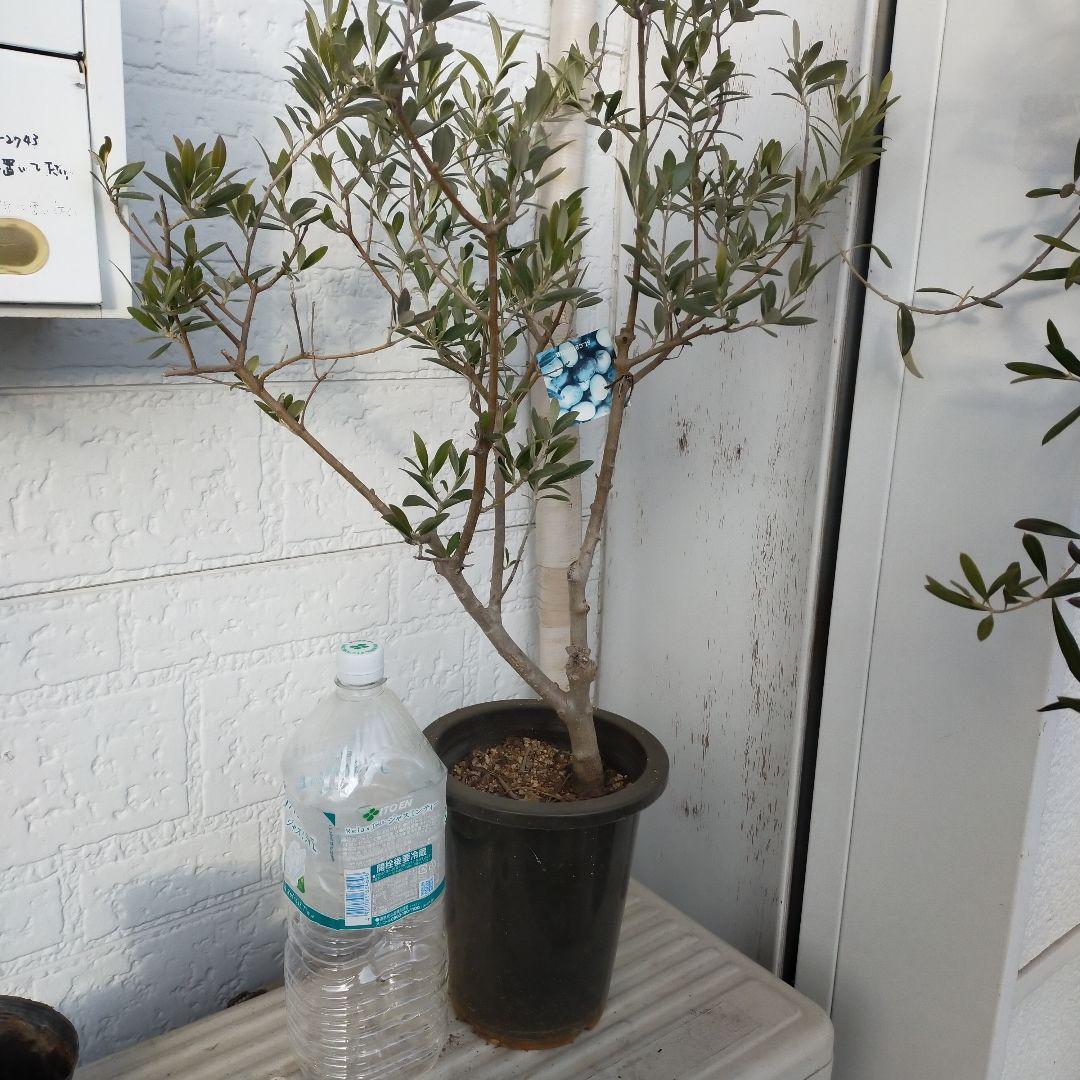 JM8F10 オリーブの木　創樹 6号セントキャサリン