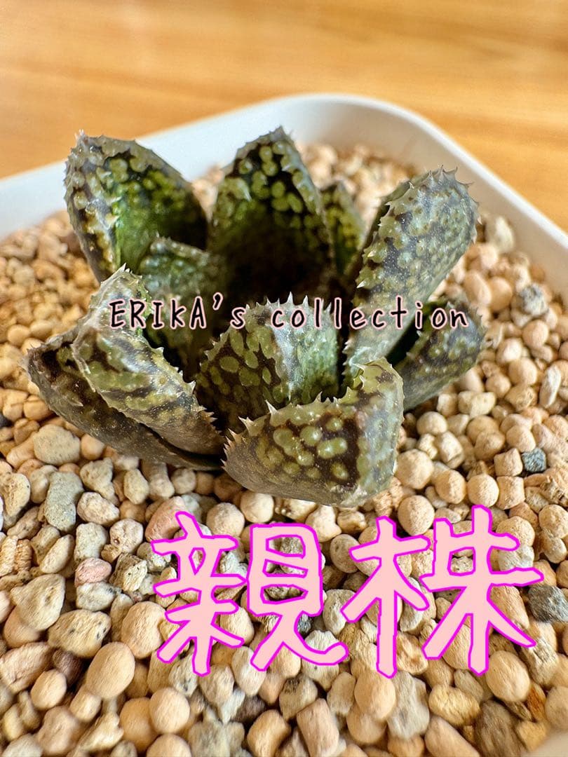 ハオルチア　王蟲　大きめ　葉挿し苗＆ハオルチア　月の恋人　葉挿し苗×2　速達便