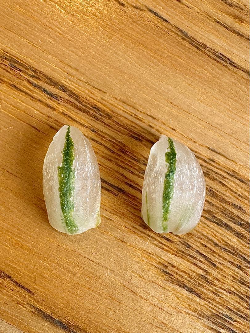 ハオルチア　王蟲　大きめ　葉挿し苗＆ハオルチア　月の恋人　葉挿し苗×2　速達便