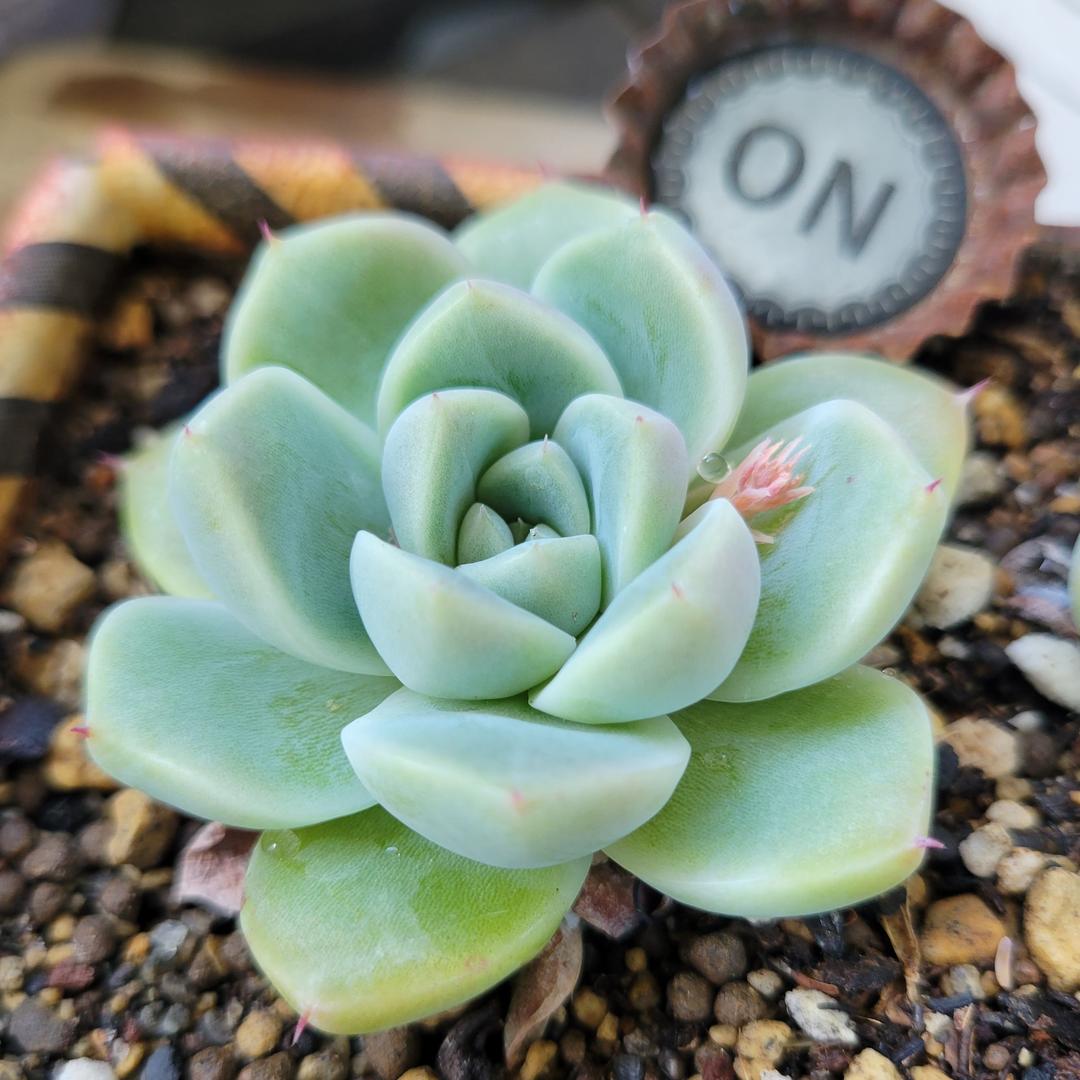多肉植物　サブリム　◇抜き苗◇
