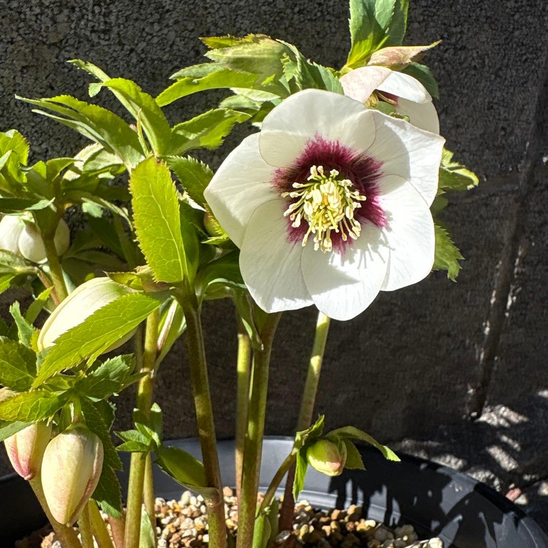 クリスマスローズ　花芽多数