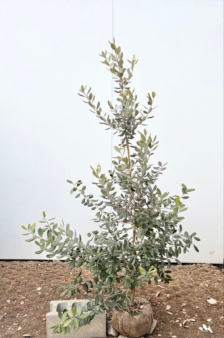 フェイジョア　クーリッジ/86