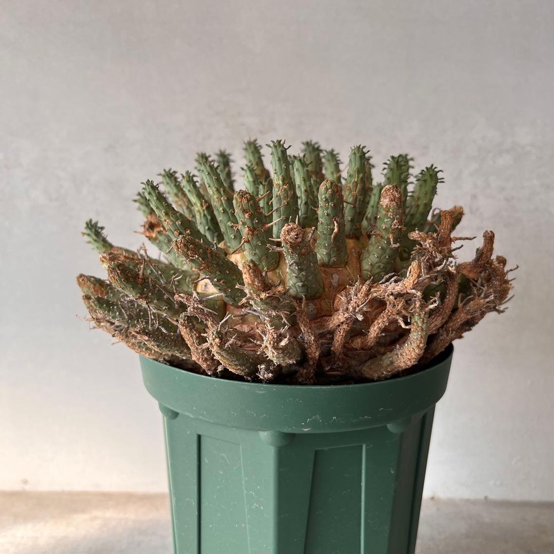 【大株】　ユーフォルビア　フスカ　Euphorbia fusca 発根済み