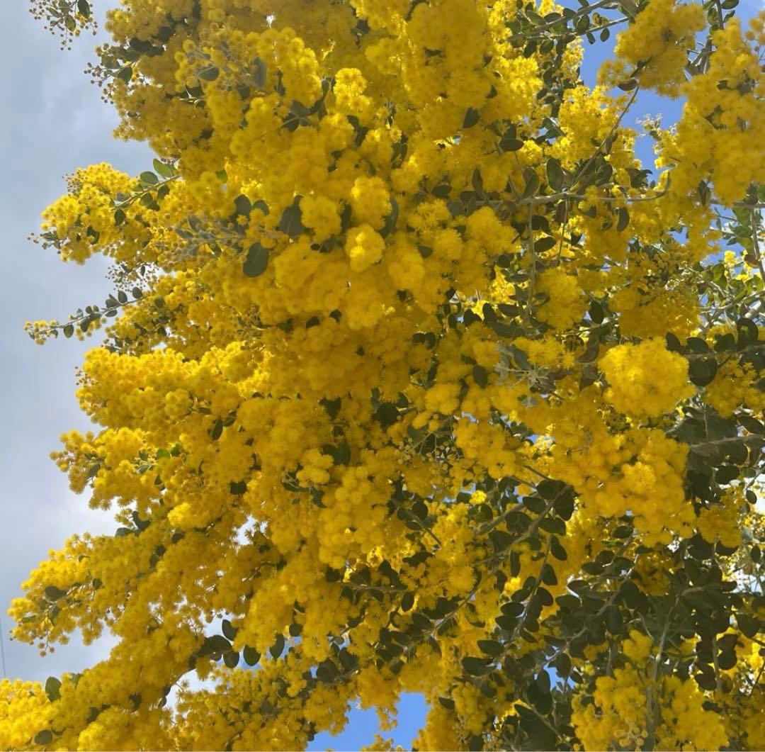 ミモザパールアカシア