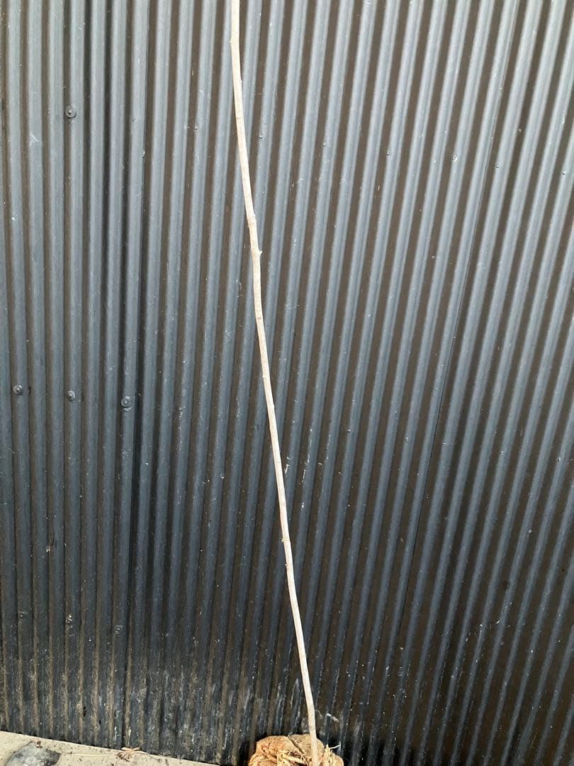 山採り　ザイフリボク