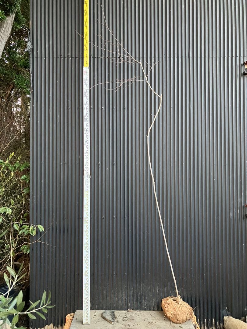 山採り　ザイフリボク