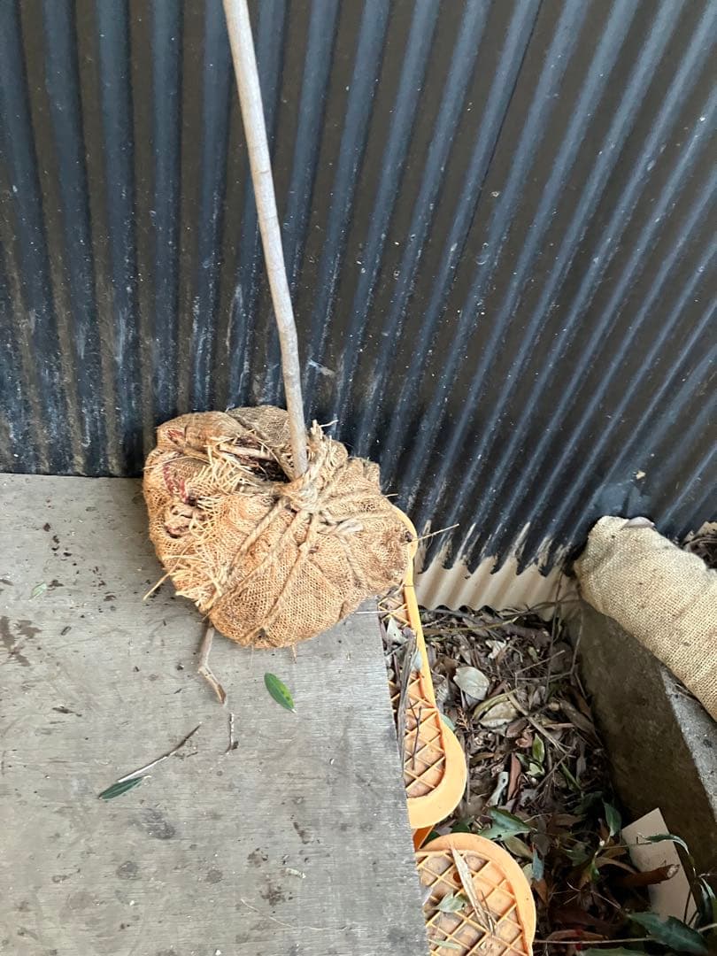 山採り　ザイフリボク