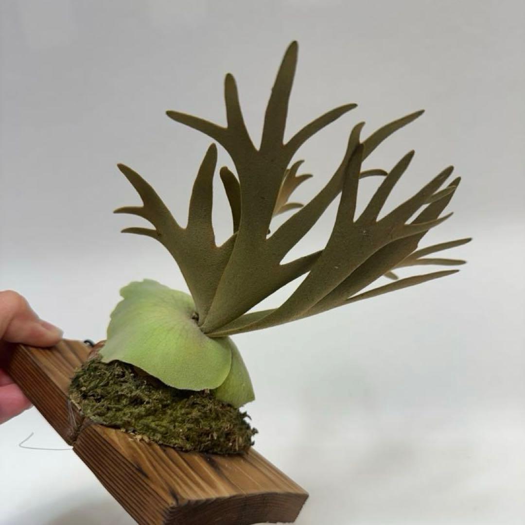 Y*s様 ◆ P.Willinckii ‘OMG’ spore（O-009）