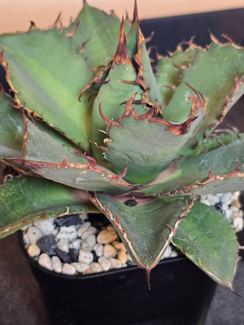 アガベ HIDDEN AGAVE　ジェレミー　実生