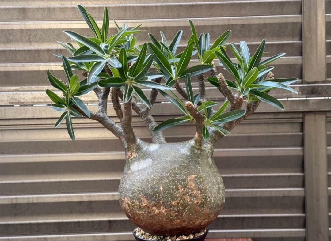 パキポディウム グラキリス 現地株 大株 良形 コレクション 丸 多枝 幅17㎝