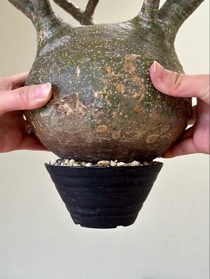 パキポディウム グラキリス 現地株 大株 良形 コレクション 丸 多枝 幅17㎝