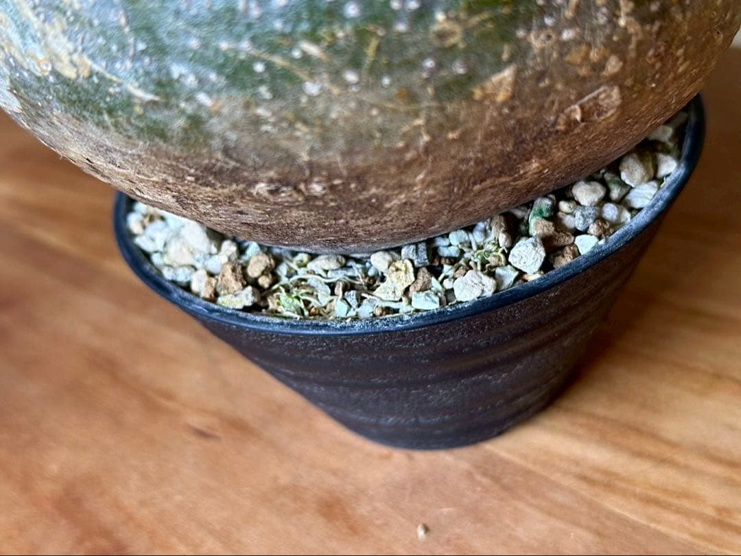 パキポディウム グラキリス 現地株 大株 良形 コレクション 丸 多枝 幅17㎝